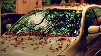 你知道落叶伤车吗 不注意将造成车漆脱落