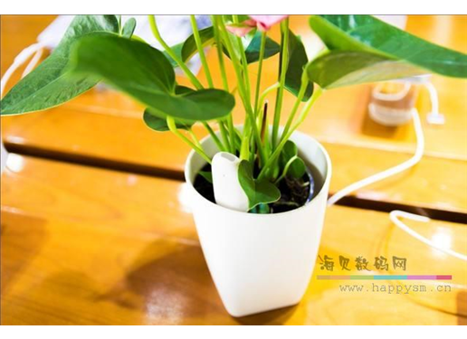 花花草草检测仪 智能家居