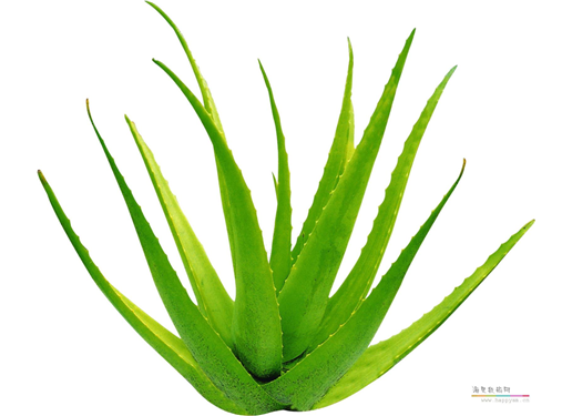 芦荟