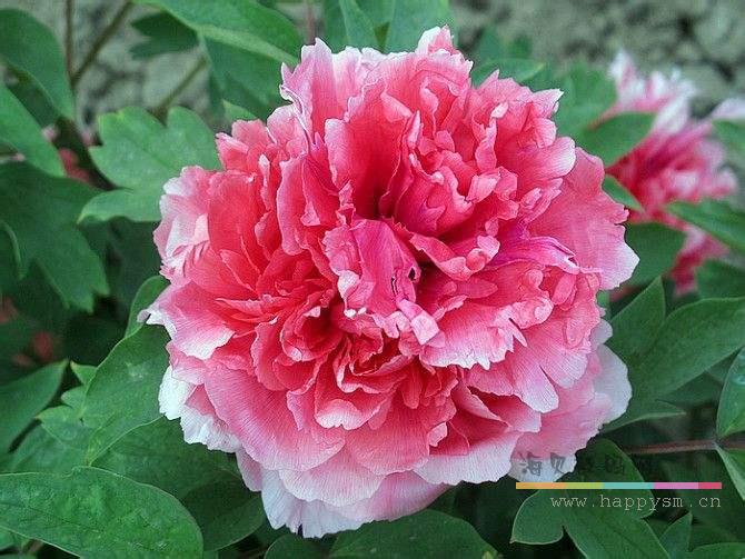 唯有牡丹真国色,花开时节动京城/古典 U盘