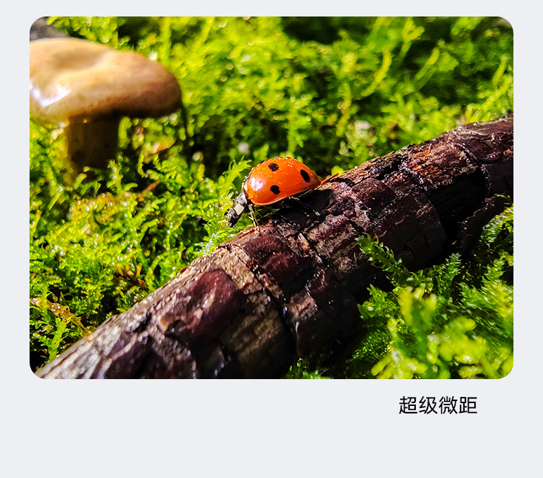 荣耀 70 5G手机 全网通