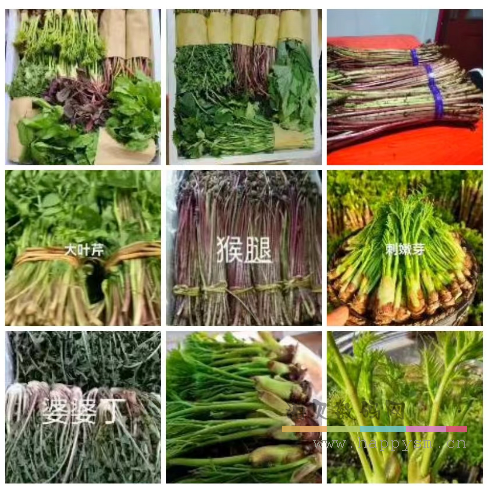 6斤 刺嫩芽2斤，猴腿2斤，大叶芹1斤，婆婆丁1斤