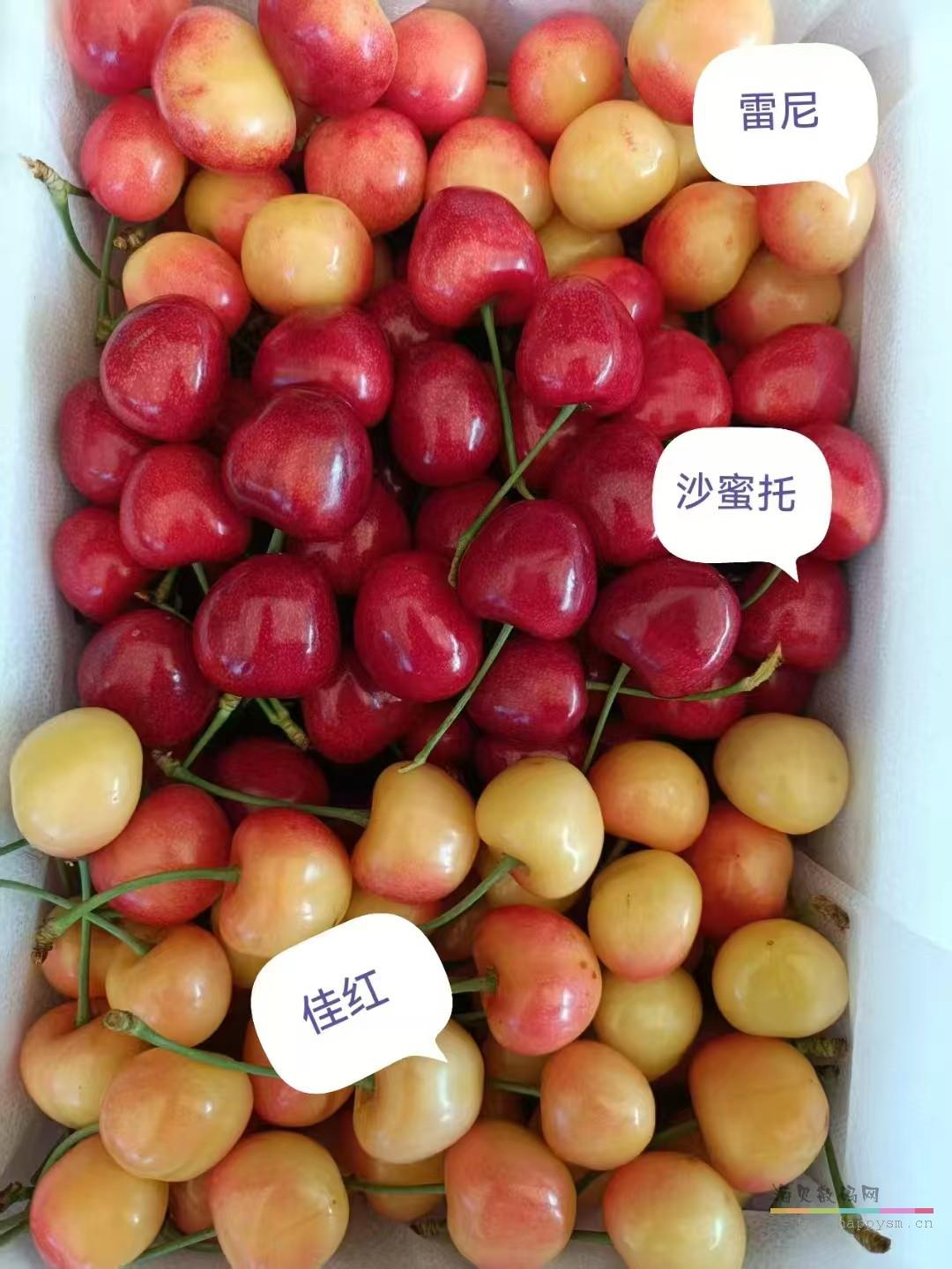 雷尼+佳红+萨米脱 混装/5斤